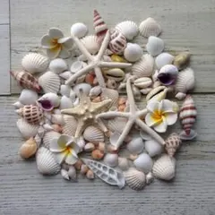 貝殻　貝殻セット　ナチュラルセット　ウェルカムスペース　ウェディング　アリエル