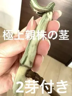 2025年最新】斑入り モンステラ ボルシギアナ ホワイトタイガーの人気