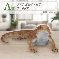 [おまけあり] 一番くじ 爬虫類＆両生類 A賞 フトアゴヒゲトカゲ