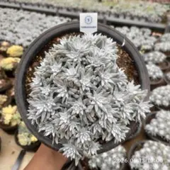 プロテア オーストラリスルビー2芽 GWセール価格 - メルカリ