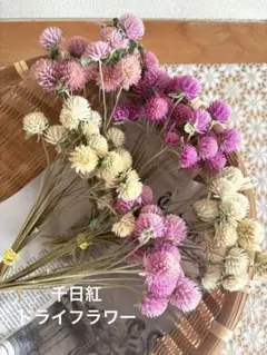 千日紅　ドライフラワー　枝付き　100本　ネコポス①