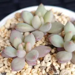 2025年最新】リンゼアナ いとうぐりーんの人気アイテム - メルカリ