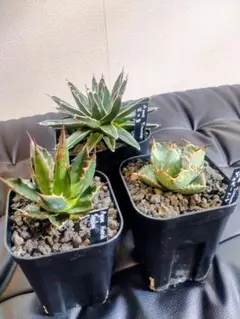 2025年最新】アガベ 笹の雪の人気アイテム - メルカリ