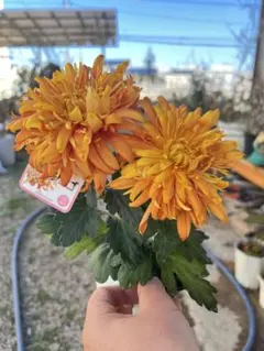 Momoqiu様 リクエスト 2点 まとめ商品