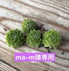 ma–m様専用です♪