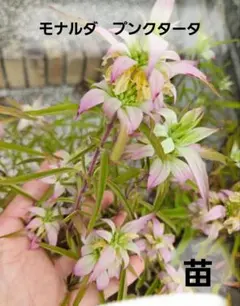 saku sakura様 リクエスト 2点 まとめ商品