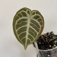 Anthurium Green Velvet✖️RVDP✖️FS 斑入り Anthurium Green Velvet✖️RVDP✖️FS 斑入り | Mercari