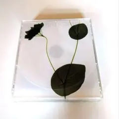 Item thumbnail for item bf81aef0-f9f2-4c38-bf9b-40875a47b13c