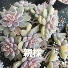 多肉植物　だるま姫秀麗×メキシコミニマ抜き苗葉挿しが育ってます♡*もりもり❁⃘*