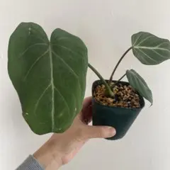 2025年最新】グロリオーサムの人気アイテム - メルカリ