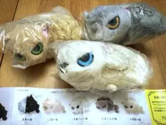 なつかない猫 3匹セット