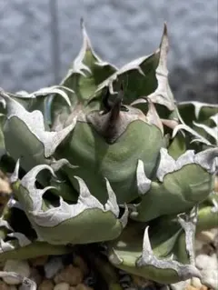アガベ Oaxaca Seedling オアハカ 親株 強鋸歯 オテロイ - メルカリ
