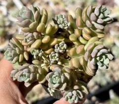 リトルフォックス アエオニウム 群生 多肉植物 - メルカリ