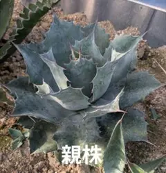 2025年最新】アガベ ブルーブライアンの人気アイテム - メルカリ