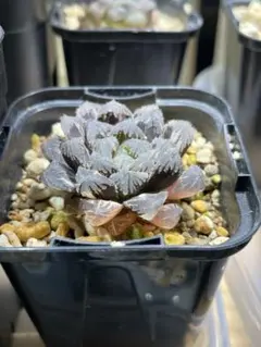 実生オブツーサ錦 超美株 ハオルチア 観葉植物 C6 - メルカリ
