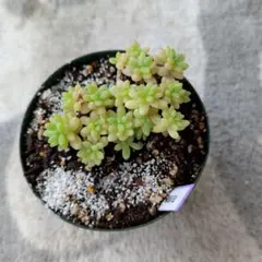 花団錦 抜き苗 多肉植物 セダム - メルカリ