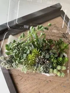 kewpie34様 リクエスト 2点 まとめ商品