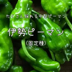 エディ様 リクエスト 2点 まとめ商品