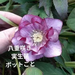 種子】クリスマスローズ 3粒 ⭐︎数量限定⭐︎ - メルカリ