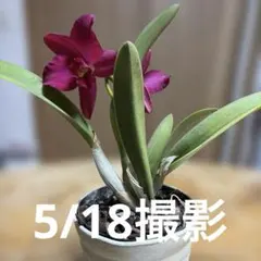 開花中！ミニカトレア　株 蘭 火のとり 赤 レッド 苗 洋ラン 洋蘭 らんのサムネイル