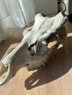 エゾシカ の頭蓋骨。オス鹿　ハンティングトロフィー