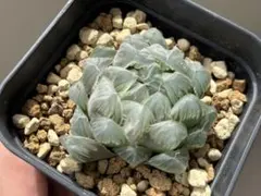ハオルチア ドドソン紫オブツーサ OB1 Haworthia obtusaのサムネイル