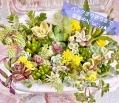 no1sara70808247311様 3点　まとめ商品