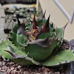 【MW】国産優良血統　緑犀牛　巌竜　チタノタ　agave オテロイ アガベ　② MW】国産優良血統 緑犀牛 巌竜 チタノタ agave オテロイ アガベ