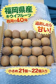 キウイフルーツ　果物　福岡県産キウィ　箱いっぱい硬め21個〜23個 1.2k以上