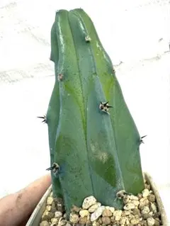 Takashi様 リクエスト 4点 まとめ商品