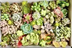 おまかせ 多肉植物 カット苗セット 寄せ植え 詰め合わせ