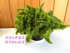 hinanami様確認用 ネフロレピス　スコッチモス hinanami様確認用 ネフロレピス スコッチモス もふもふのスコッチモス