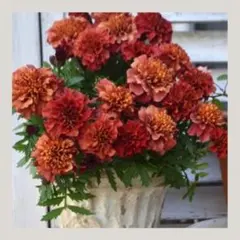 ゆいっひばあば様 リクエスト 5点 まとめ商品