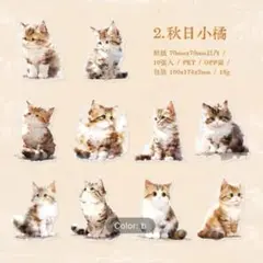 動物森林　PETシール　猫　オレンジ