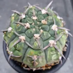 C20サボテン【発根済】コピアポア 黒王丸 強刺 エリオシケ 多肉植物