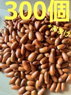どんぐり　マテバシイ　300個+おまけ