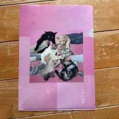 2025年最新】きのこ帝国 レコードの人気アイテム - メルカリ