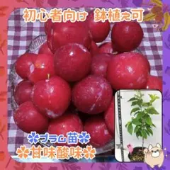 つるもも様 リクエスト 2点 まとめ商品