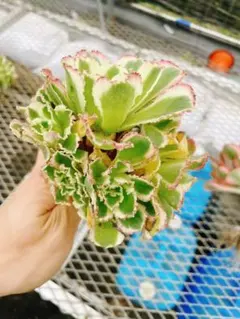 氷華フリル錦 21当店オリジナル名称 白斑入り ピンクエッジ フリル葉