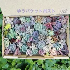 ✾32ちまちま寄せ植え　カット苗　多肉植物　寄せ植えセット　詰め合わせ　多種類苗