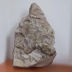 アズテキウム ヒントニー 実生 サボテン 陶器鉢 - メルカリ