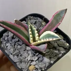 2025年最新】スナグルトゥースの人気アイテム - メルカリ