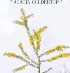 2025年最新】アカシア ゴールデントップの人気アイテム - メルカリ