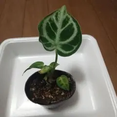 アンスリウム ドラヤキ