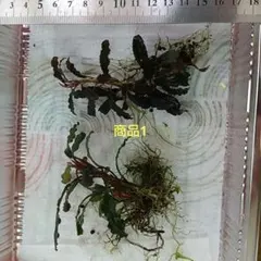 クダガン 3株 ブセファランドラ 水上葉 組織培養 水草セット - メルカリ