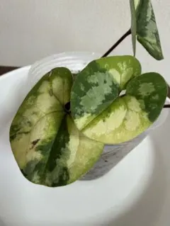山野草 斑入り センカクカンアオイ 亀甲葉 花付き - メルカリ