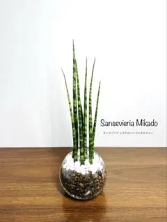 2026年最新】サンスベリアの人気アイテム - メルカリ