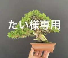 樹高18㎝ 逸品❗️極小葉 チリメンカズラ 小品 盆栽 真柏 黒松 五葉松