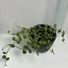 専用です❗ディスキディア ヌンムラリア バリエガータ 抜き苗