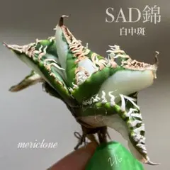 2026年最新】南アフリカダイヤモンド 錦の人気アイテム - メルカリ